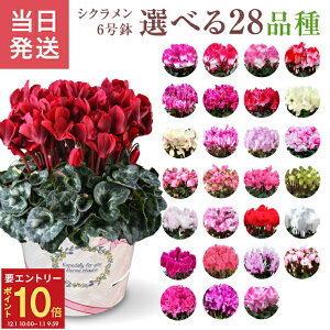 yGg[P10{1/1 9:59܂Łz17Y VN Mtg VN6  6 A Ε i v[g   Ԕ ߂  6   v}[W 