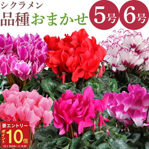 yGg[P10{1/1 9:59܂Łz17Y VN A 5 6 ܂ Ԍn sNn n n Ԕ ~ NX}X Mtg v[g 蕨  j JXj Ε 