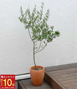 yGg[P10{1/1 9:59܂ŁzzB 14Y I[u A I[u̖ A  v[g Mtg ϗtA JXj j 蕨 