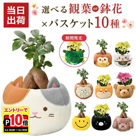 【エントリーでポイント10倍】当日発送17時〆 ガジュマル カランコエ 観葉植物 小さい 鉢花 花 シクラメン プレゼント 選べる ぬいぐるみ お花 鉢 鉢植え ミニ観葉植物 誕生日 お祝い 内祝い 開店祝い ミニ ギフト 縁起物 招き猫 三毛猫 初心者