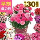 ＼超早割／ 母の日 早割 プレゼント ギフト カーネーション 花 生花 ギフト 鉢植え 5号 6号 花鉢 人気 おしゃれ かわ…