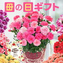 母の日 プレゼント ギフト カーネーション 花 生花 ギフト 鉢植え 5号 4号 花鉢 人気 おしゃれ かわいい 希少 母の日…