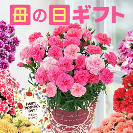 母の日 プレゼント ギフト カーネーション 花 生花 ギフト 鉢植え 5号 4号 花鉢 人気 おしゃれ かわいい 希少 母の日ギフト 東北〜関西 送料無料 花のギフト社