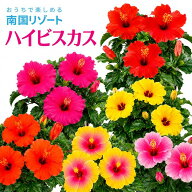 【エントリーでポイント10倍】 当日発送17時〆 ブーゲンビリア 鉢植え ピンクレディー ハイビスカス 夏の…