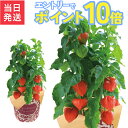 【エントリーでポイント10倍】 当日発送17時〆 ほおずき 鉢植え 生花 お盆 苗 鬼灯 ほおずきの鉢植え ほおずき鉢植え 鉢花 花鉢 フラワーギフト 中元 誕生日 プレゼント ほうずき 浅草 ほおずき市 初盆 お供え 花のギフト社