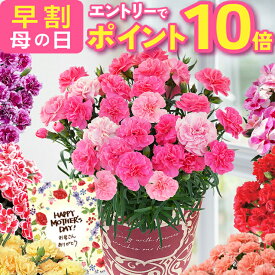 【エントリーでP10倍】 母の日 早割 プレゼント ギフト カーネーション 花 生花 ギフト 鉢植え 5号 4号 花鉢 人気 おしゃれ かわいい 希少 母の日ギフト 東北〜関西 送料無料 花のギフト社