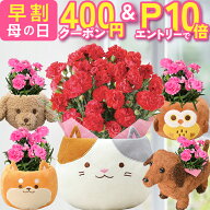 【400円クーポン＆エントリーでP10倍】 母の日 早割 プレゼント ギフト カーネーション 花 生花 ギフト …