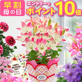【エントリーでポイント10倍】 母の日 早割 プレゼント ギフト 花 生花 ギフト 鉢植え 鉢花 花鉢 百合 ユリ ダリア 紫陽花 あじさい アジサイ クレマチス ブーゲンビリア マダガスカルジャスミン 人気 希少 東北〜関西 送料無料