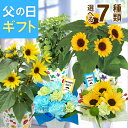 父の日 花 ギフト ひまわり ガーデニア ほおずき 鉢植え 生花 アレンジメント お花 プレゼント 花鉢 鉢花 父の日ギフ…
