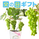 父の日 ぶどう 花 鉢植え ぶどうの木 父の日ギフト プレゼント ギフト 花鉢 苗 果物 ブドウ 果樹 果樹鉢 フルーツ 葡萄 タノレット 送料無料