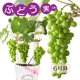 【ポイント5倍！7/10まで】 当日発送17時〆 父の日 ぶどう 花 鉢植え ぶどうの木 父の日ギフト プレゼント ギフト 花鉢 苗 果物 ブドウ 果樹 果樹鉢 フルーツ 葡萄 タノレット 送料無料