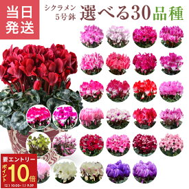 【エントリーでP10倍★1/1 9:59まで】当日発送17時〆 シクラメン ギフト シクラメン5号 鉢 5号 鉢植え 選べる 花 お歳暮 贈答品 プレゼント お花 鉢花 花鉢 しくらめん 5号鉢 鉢 送料無料 マカロンショコラ ラブキャンドル プルマージュ サムライ 赤 ピンク 紫 青 芳香