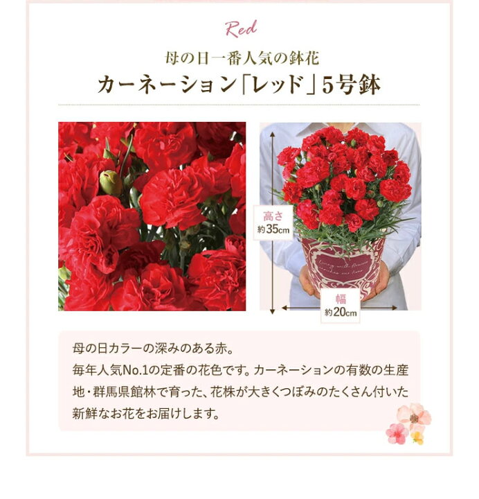 楽天市場 母の日 カーネーション 父の日 父の日 ギフト プレゼント 花 5号鉢 鉢植え 東北 関東 関西送料無料 カタログギフト 新鮮グルメ直送便 凛コース チョイスギフト 母の日プレゼント 鉢花 花鉢 花のギフト社 花のギフト社onlineshop