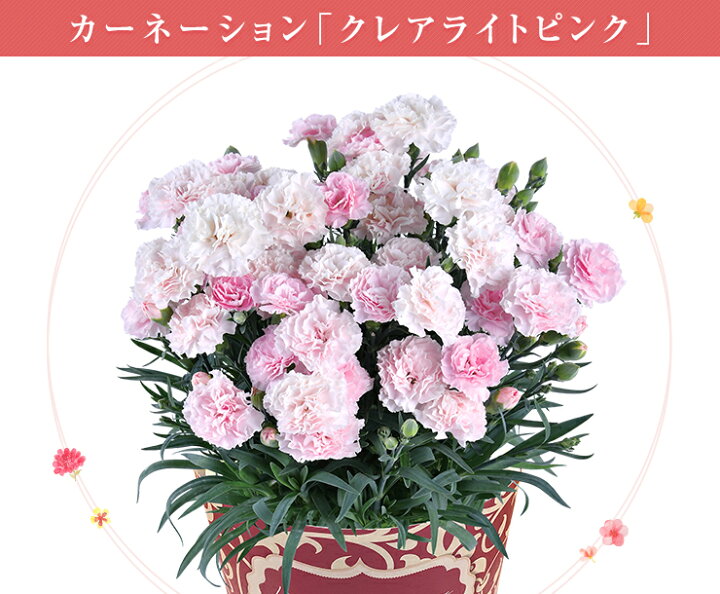 楽天市場 早割 10 Off 母の日 ギフト プレゼント 花 鉢植え カーネーション いちごホイップ スイーツ ファンシーバイオレット クレアライトピンク 東北 関西 送料無料 お花 母の日プレゼント 鉢花 花鉢 母の日ギフト 花のギフト社onlineshop