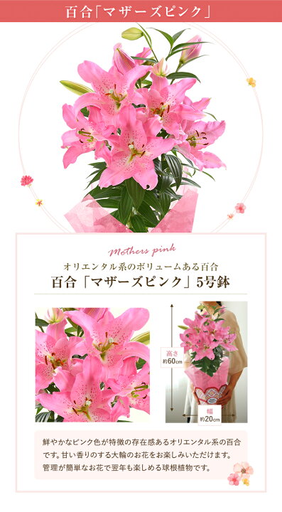 楽天市場 あす楽 母の日 プレゼント ギフト 花 鉢植え カーネーション 百合 ゆり ユリ マダガスカルジャスミン ダリア メリーベル ピンク 東北 関西 送料無料 11種類から選べるお花 母の日プレゼント 鉢花 花鉢 母の日ギフト 花のギフト社 花のギフト社onlineshop 楽天市場 あす楽 母の日 プレゼント ギフト 花 鉢植え カーネーション 百合 ゆり ユリ マダガスカルジャスミン ダリア メリーベル ピンク 東北 関西 送料無料 11種類から選べるお花 母の日プレゼント 鉢花 花鉢 母の日ギフト 花のギフト社 花のギフト社onlineshop