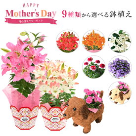 楽天市場 鉢植え 花 ギフトの通販