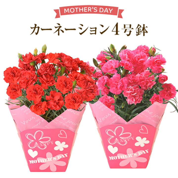 楽天市場 あす楽 母の日 プレゼント ギフト 花 カーネーション 鉢植え プレゼント 東北 関西 送料無料 母の日プレゼント 鉢花 花鉢 母の日ギフト 花のギフト社 花のギフト社onlineshop 楽天市場 あす楽 母の日 プレゼント ギフト 花 カーネーション 鉢植え プレゼント 東北 関西 送料無料 母の日プレゼント 鉢花 花鉢 母の日ギフト 花のギフト社 花のギフト社onlineshop