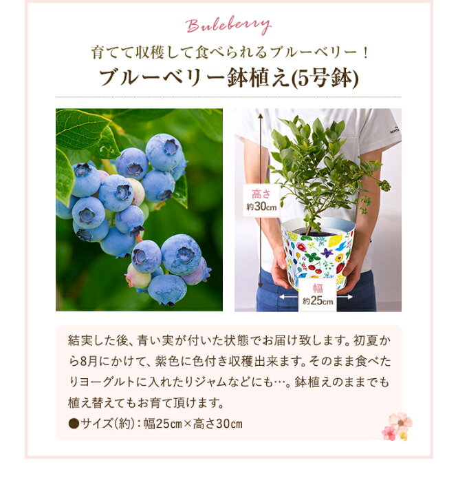 楽天市場 あす楽 花 ギフト 送料無料 東北 関西 プレゼント 鉢植え レモン ブルーベリー キウイ 果樹 レモンの木 ブルーベリーの木 キウイの木 苗木 鉢花 花鉢 食べ物 食べれる 贈り物 父の日 中元 花のギフト社onlineshop