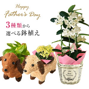 鉢植え 生花の人気商品 通販 価格比較 価格 Com