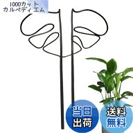 【送料無料】GLOWZEN モンステラ 支柱 園芸支柱 観葉植物 植物サポート 花支架 ガーデニング支柱 モンス…