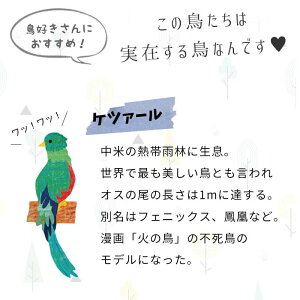 楽天市場 メール便選んで 送料無料 ウォールステッカー 大判サイズ 賃貸ok 木 鳥 カラフル 北欧 ライフイズカラフル 壁シール 貼ってはがせる 壁 シール 小鳥 子供部屋 キッズルーム ポップ レトロ かわいい おしゃれ インコ トロピカル 内装 ウォールステッカー