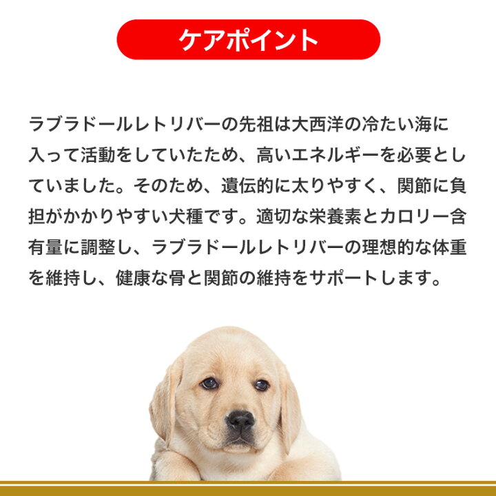 楽天市場】ロイヤルカナン ラブラドールレトリバー 子犬用 12kg 