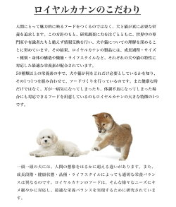 ヨークシャーテリア成犬・高齢犬用800g