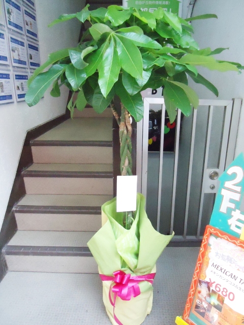 観葉植物 パキラ～記念樹～ 日本正規品 高さ170cm 13200円税込 店内全品対象