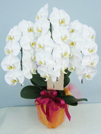 楽天市場 飯島生花店 ホワイトの通販