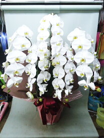 楽天市場 飯島生花店 ホワイトの通販