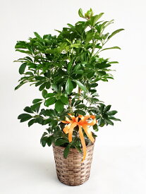 観葉植物　カポック　8号カゴ付き　高さ110-120cm　10000円税込　自社配送　地域限定商品となります