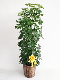 観葉植物　カポック　10号カゴ付き　高さ160-170cm　16500円税込　自社配送　地域限定商品となります