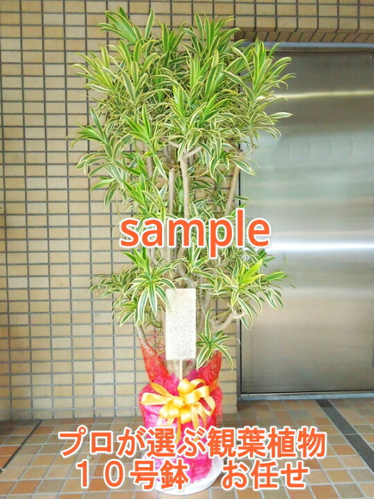 楽天市場 プロが選ぶ観葉植物 10号 カゴなし 高さ160 170cm 円税込 首都圏は比較的在庫がありますがそれ以外の地域は在庫を確認してからの手配となります 飯島生花店