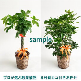 プロが選ぶ観葉植物　観葉植物　8号　カゴ付き　高さ110-120cm　11000円　自社配送　地域限定商品となります