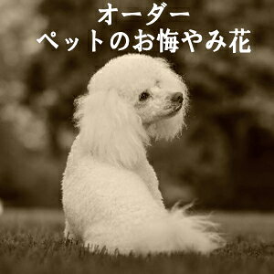 SΉ\@ybĝ݉ԁ@I[_[Ch@300000~