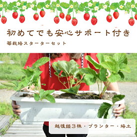 楽天市場 いちご プランターの通販