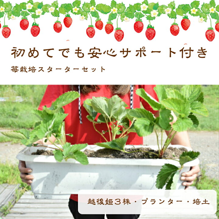 楽天市場 育て方が分からない方お教えします いちご栽培 スターターセット 苺苗 越後姫 プランター付き プロ仕様培土付き いちご苗 越後姫 プランター 栽培キット プロ仕様苗 いちご専用培土 家庭菜園 スターターキット 苗3株 苺の花ことば