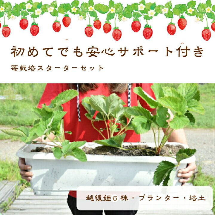 楽天市場 育て方が分からない方お教えします いちご栽培 スターターセット2セット 合計苗6株 苺苗 越後姫 プランター付き プロ仕様培土付き いちご 苗 越後姫 プランター 栽培キット プロ仕様苗 いちご専用培土 家庭菜園 スターターキット2つ6株 苺の花ことば