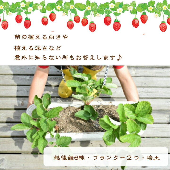 楽天市場 育て方が分からない方お教えします いちご栽培 スターターセット2セット 合計苗6株 苺苗 越後姫 プランター付き プロ仕様培土付き いちご 苗 越後姫 プランター 栽培キット プロ仕様苗 いちご専用培土 家庭菜園 スターターキット2つ6株 苺の花ことば