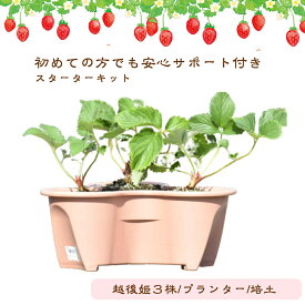 楽天市場 いちご 苗の通販