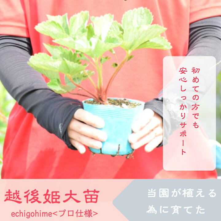 楽天市場 育て方が分からない方お教えします いちご栽培 スターターセット2セット 合計苗6株 苺苗 越後姫 プランター付き プロ仕様培土付き いちご 苗 越後姫 プランター 栽培キット プロ仕様苗 いちご専用培土 家庭菜園 スターターキット2つ6株 苺の花ことば