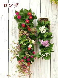 C[ Xg[g Ǌ| nMOoXPbgyOziFMP17-45Wj