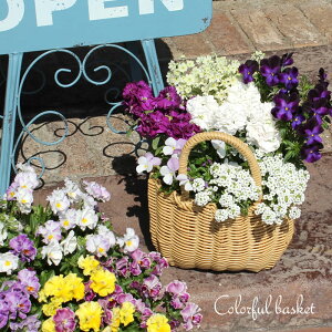 񂹐Ał 킢 Jt oXPbgiSTCYj