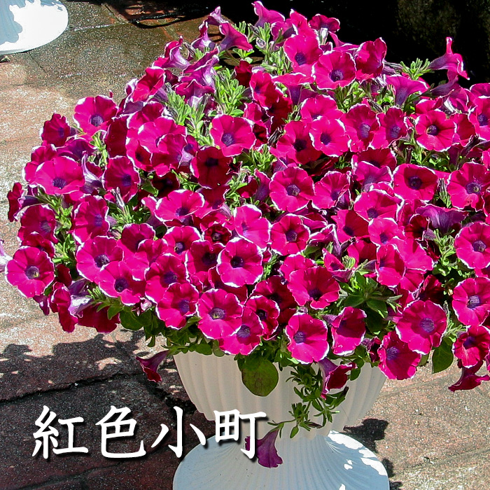 人気 注目 ペチュニア サフィニア ピンク 春の花 鉢 プランター ペチュニア 紅色小町 花苗 9cmポット ハルディン