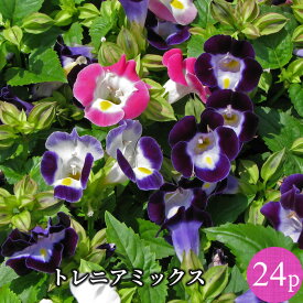 楽天市場 夏の花 ガーデニング プランターの通販