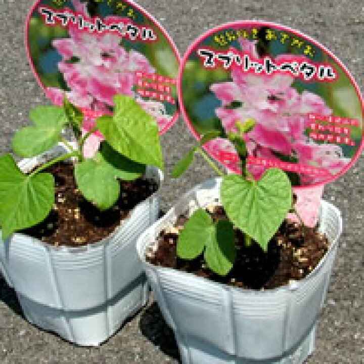 最大50 Offクーポン るこう草5個セット あさがお 朝顔 アサガオ 苗 花 最大50 Offクーポン るこう草5個セット あさがお 朝顔 アサガオ 苗 花