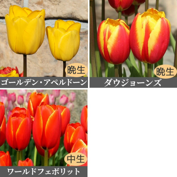 楽天市場 冬咲きミラクル チューリップ 冷蔵処理 促成栽培 オランダ産 球根 8球入 花苗園芸店なごみ