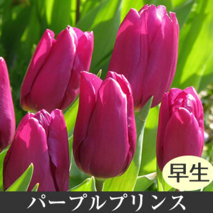 楽天市場 冬咲きミラクル チューリップ 冷蔵処理 促成栽培 オランダ産 球根 5球入 花苗園芸店なごみ