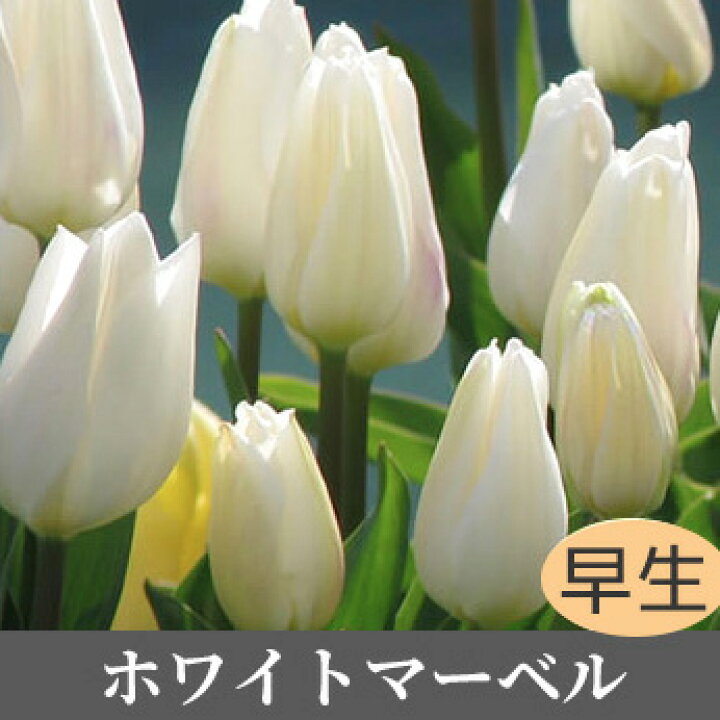 楽天市場 冬咲きミラクル チューリップ 冷蔵処理 促成栽培 オランダ産 球根 5球入 花苗園芸店なごみ