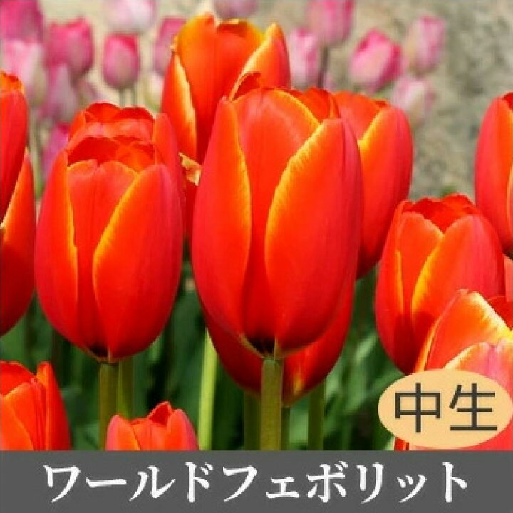 楽天市場 冬咲きミラクル チューリップ 冷蔵処理 促成栽培 オランダ産 球根 5球入 花苗園芸店なごみ